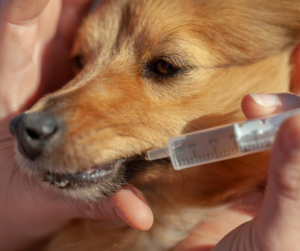 Dog getting CBD oil from plastic syringe