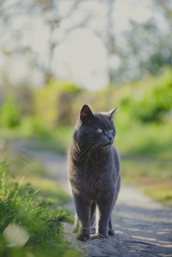 cat, outdoors, gray cat-7182671.jpg